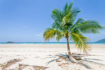 Fototapeta na wymiar Magical palm trees view on warm summer day at a relaxing beach with white sand and crystal clear water and a rain forest in the background with coconut palms near wild ocean sea, Daintree, Australia