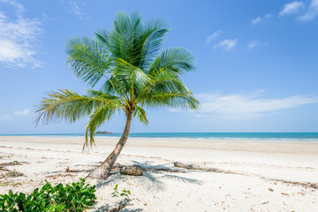 Fototapeta na wymiar Magical palm trees view on warm summer day at a relaxing beach with white sand and crystal clear water and a rain forest in the background with coconut palms near wild ocean sea, Daintree, Australia