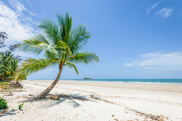 Magical palm trees view on warm summer day at a relaxing beach with white sand and crystal clear water and a rain forest in the background with coconut palms near wild ocean sea, Daintree, Australia
