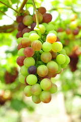 Ripe grapes in his vineyard