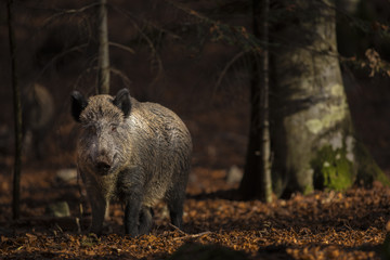 Naklejka na ściany i meble Close up of a large wild boar Sus scrofa swine calm woman walking and search using snout looking food in the dark wood. Wildlife tranquil scene with long furry animal. Strong mammal of visible power.