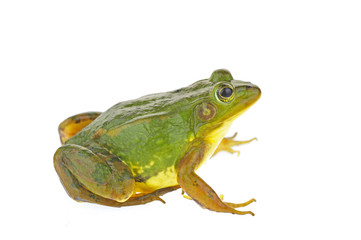 Frog isolated on a white background