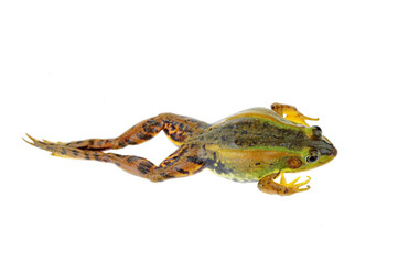 Frog isolated on a white background