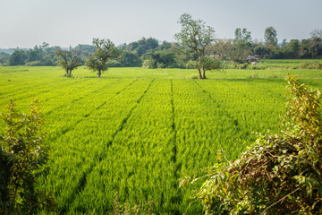 Fototapeta na wymiar Greenery of juicy, colorful, rice fields. A bountiful harvest. India. China. Thailand. Peasant life. Work in the countryside.Beautiful landscape.Lonely trees stand in the meadow.
