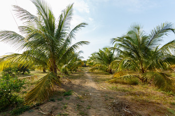 Fototapeta na wymiar A rural dirt road between wide undersized palms.