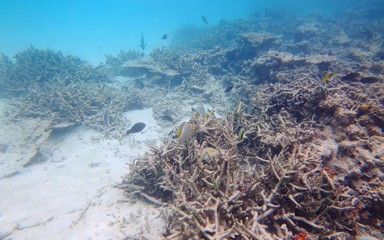Naklejka na ściany i meble Sad view of dead but still gorgeous coral reefs. Indian Ocean. Maldives. Underwater world. 