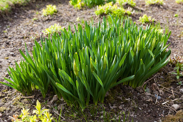 Beautiful blooming spring flowers at garden flowerbed