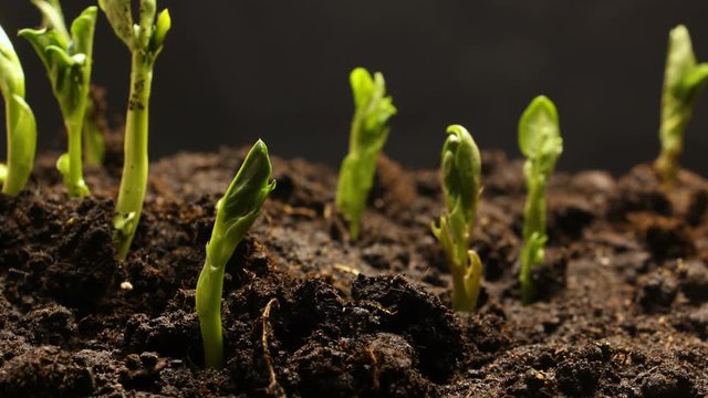 Time lapse of vegetable seeds growing or sprouting from the ground
