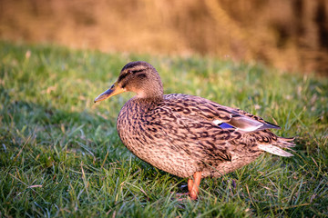 Wild duck on the green grass