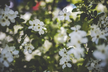 植物 花 ぼかし