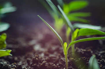 Soft blurred and soft focus the surface texture of green leaves