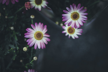 植物 花 ぼかし