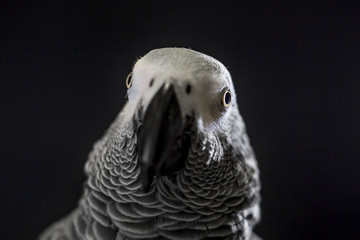 Fototapeta premium Close up African grey parrot (Psittacus erithacus) head portrait during concentrating on speak by clever repeating talk. Face scene of intelligent gray bird on blank black background with empty space.