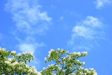 青空となんじゃもんじゃの花
