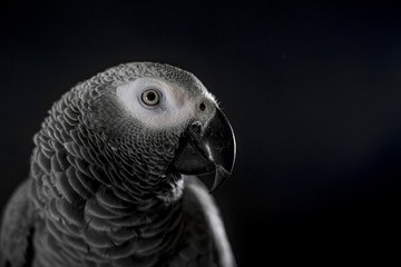 Close up African grey parrot (Psittacus erithacus) head portrait during concentrating on speak by clever repeating talk. Face scene of intelligent gray bird on blank black background with empty space.