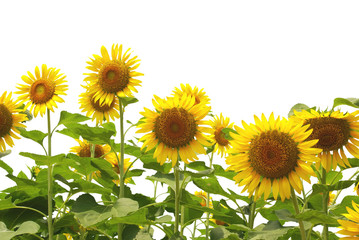 Fototapeta premium sunflower isolated on white background