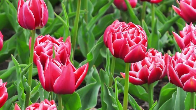 Uma das muitas variedades de tulipas