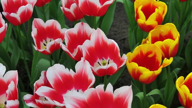 Uma das muitas variedades de tulipas