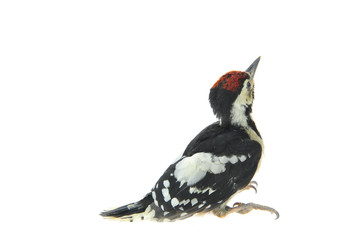 woodpecker