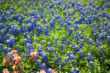  Bluebonnet Texas Flowers in Field