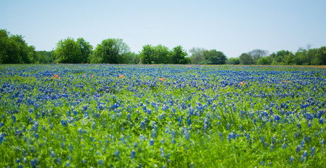Fototapeta na wymiar Field of Texas Bluebonnets and Indian Paintbrush Flowers