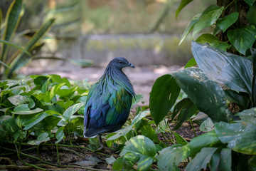 A blue bird among green leaves