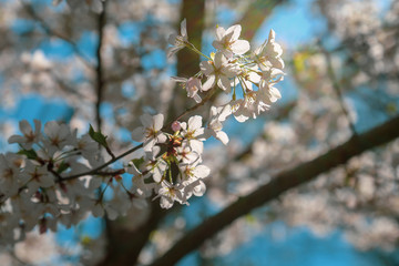 white cherry blossoms on a tree branch against a blue sunny sky