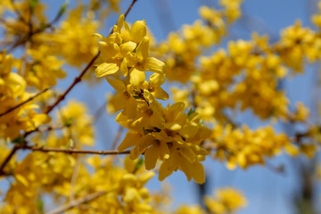 Yellow blossoms on a tree branch against a sunny blue sky