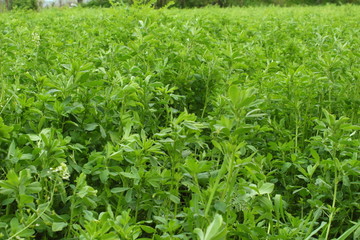 Campo de alfalfa