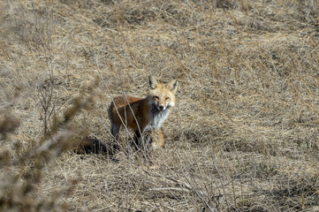 Red fox making eye contact