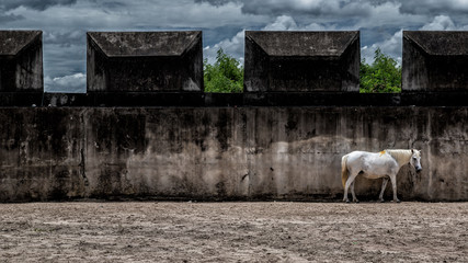 white horse in front of white wall standing very right of frame
