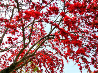 Red Monkey flower tree or Fire of Pakistan (Phyllocarpus septentrionalis Donn. Smith)