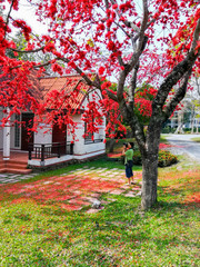 Naklejka premium little boy photographing under red tree