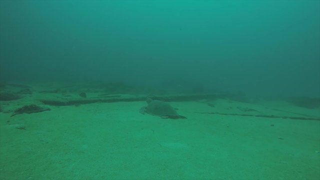Sea turtle resting in the reefs of Cabo Pulmo National Park, Cousteau once named it The world's aquarium. Baja California Sur,Mexico.