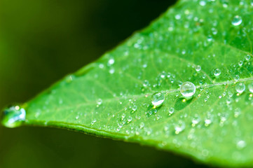 Drop of dew in morning on leaf