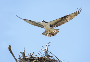 Obraz premium Close-up of an Osprey Landing on It's Nest