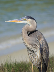 Closeup of a Great Blue Heron Standing at the Water's Edge