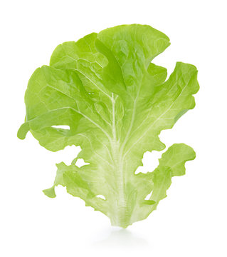 Fresh  lettuce leaves isolated on white background.