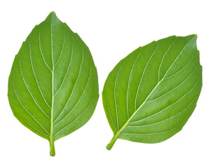 Obraz premium Basil leaves isolated on white background