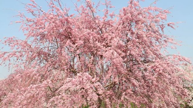 満開の枝垂桜