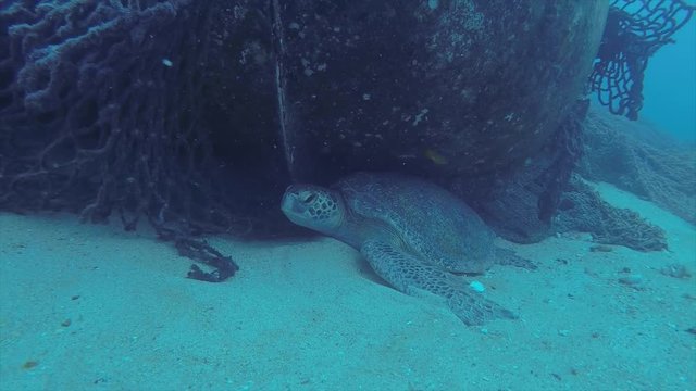 Sea turtle resting in the reefs of Cabo Pulmo National Park, Cousteau once named it The world's aquarium. Baja California Sur,Mexico.
