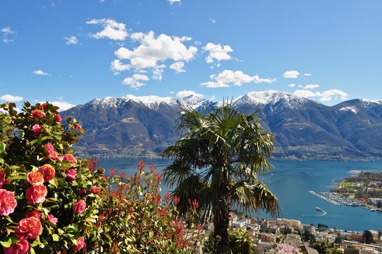 Aussicht von Orselina auf den Lago Maggiore - see von Locarno im Tessin - im Hintergrund die Schneeberge - im Vordergrund Palme und bl&uuml;hende Kamelien