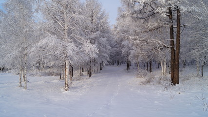 Роща в снегу