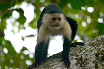 monkeying around