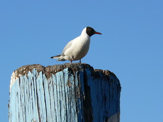 Obraz premium Martin pescatore che guarda lontano
