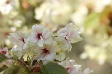 八重桜