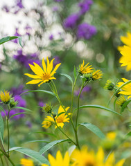 Closeup of yellow blooms on Compass Plant