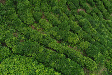 Aerial view of growing green tea plants in spring mountains