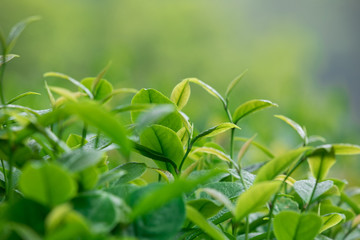 Growing green tea plants in spring mountains