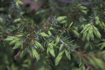 Green Juniper Buds Pland Springtime